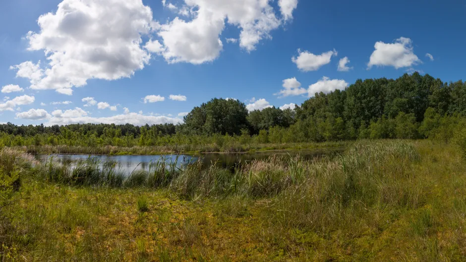 Moor bei Greifswald, das wieder vernässt wird